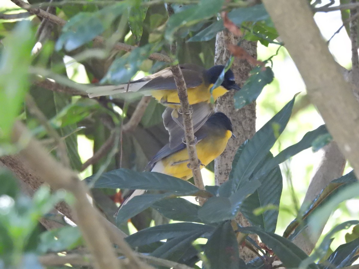 Blue-crowned Laughingthrush - ML640039775