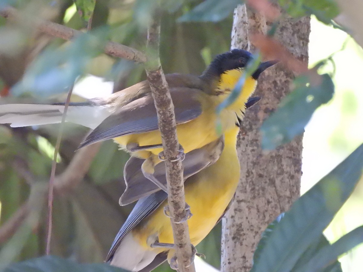 Blue-crowned Laughingthrush - ML640039778