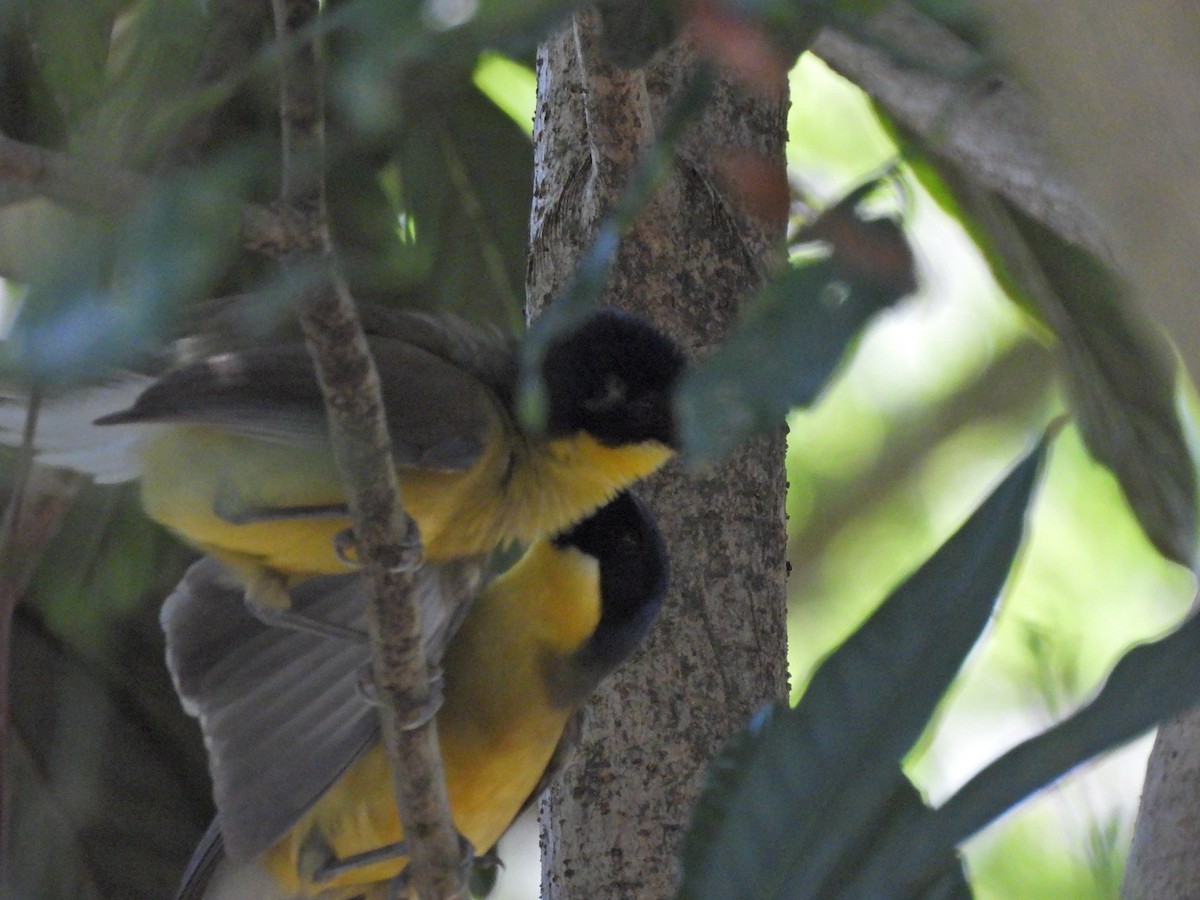 Blue-crowned Laughingthrush - ML640039781