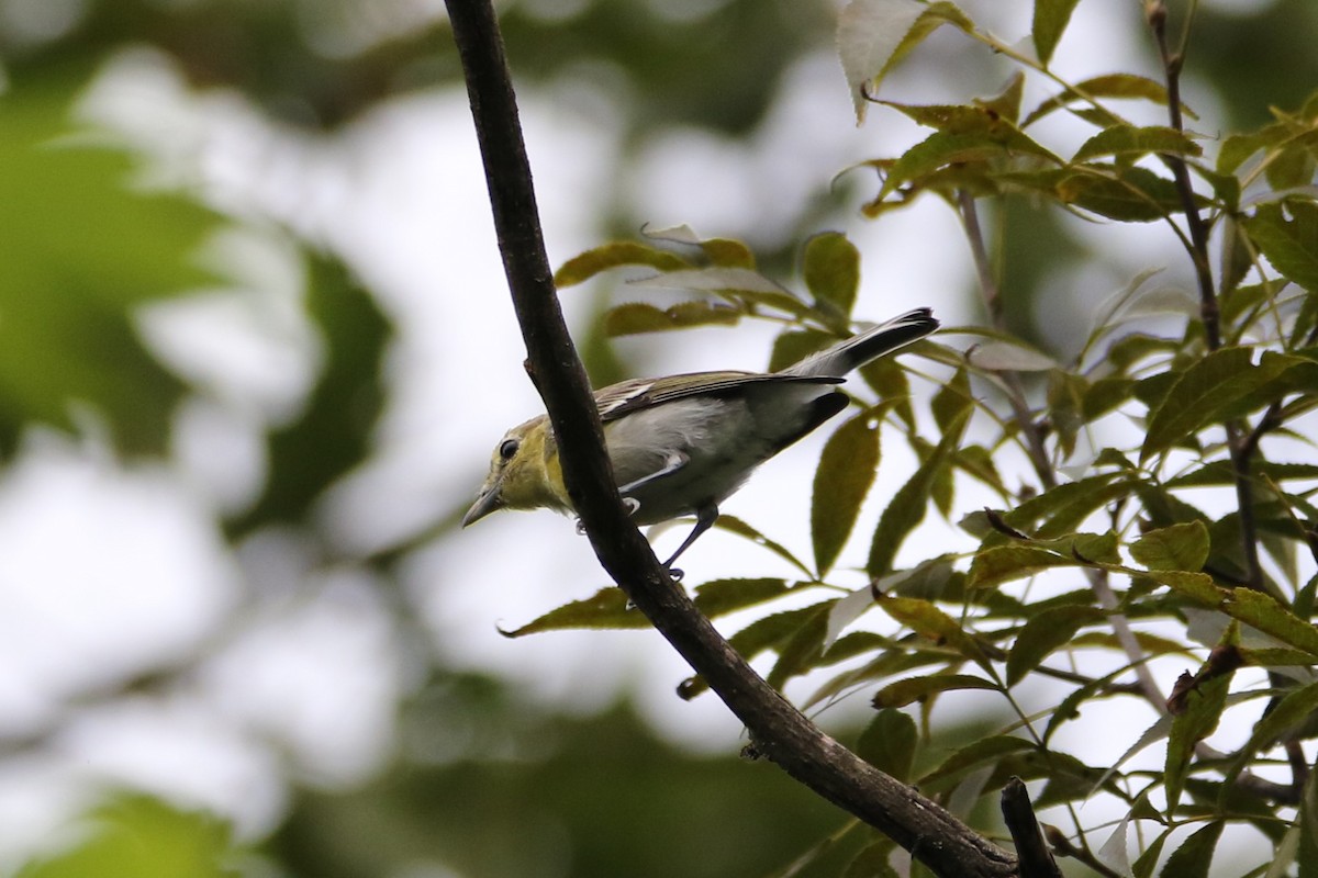 Yellow-throated Vireo - ML640039784