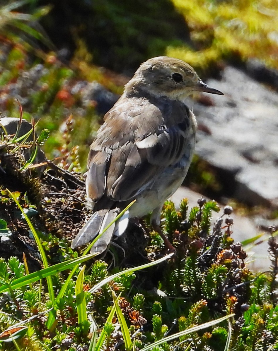 American Pipit - ML640039786