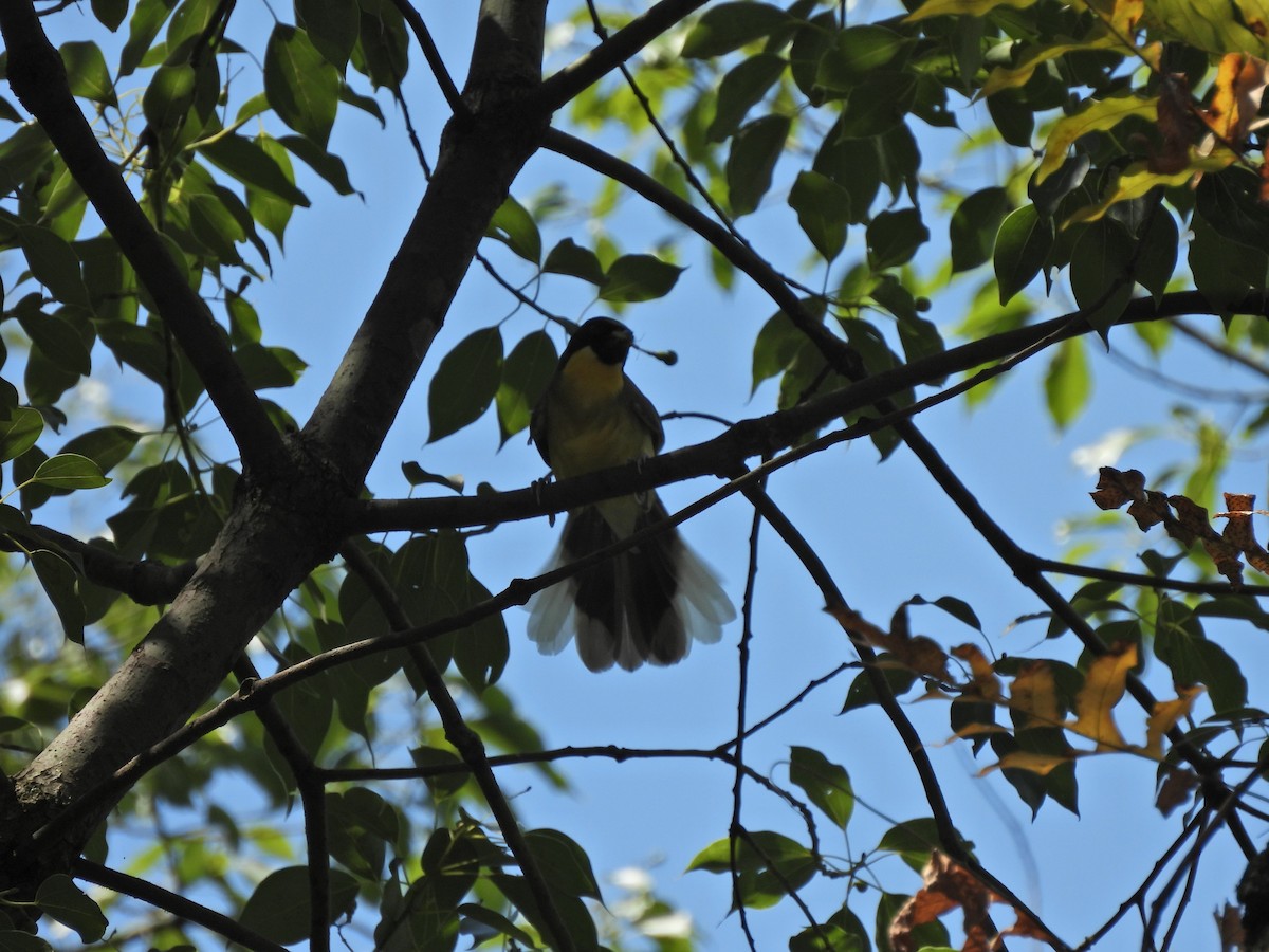 Blue-crowned Laughingthrush - ML640039806