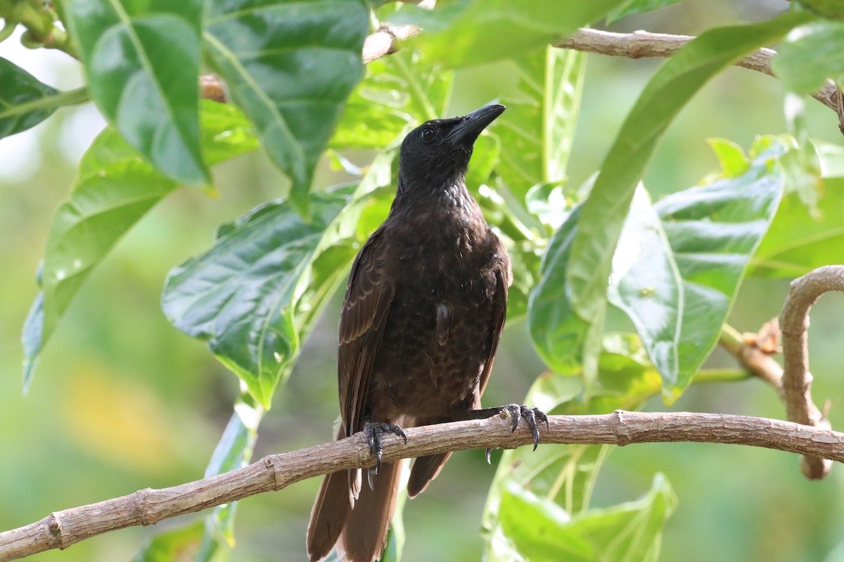 Samoan Starling - ML640039853