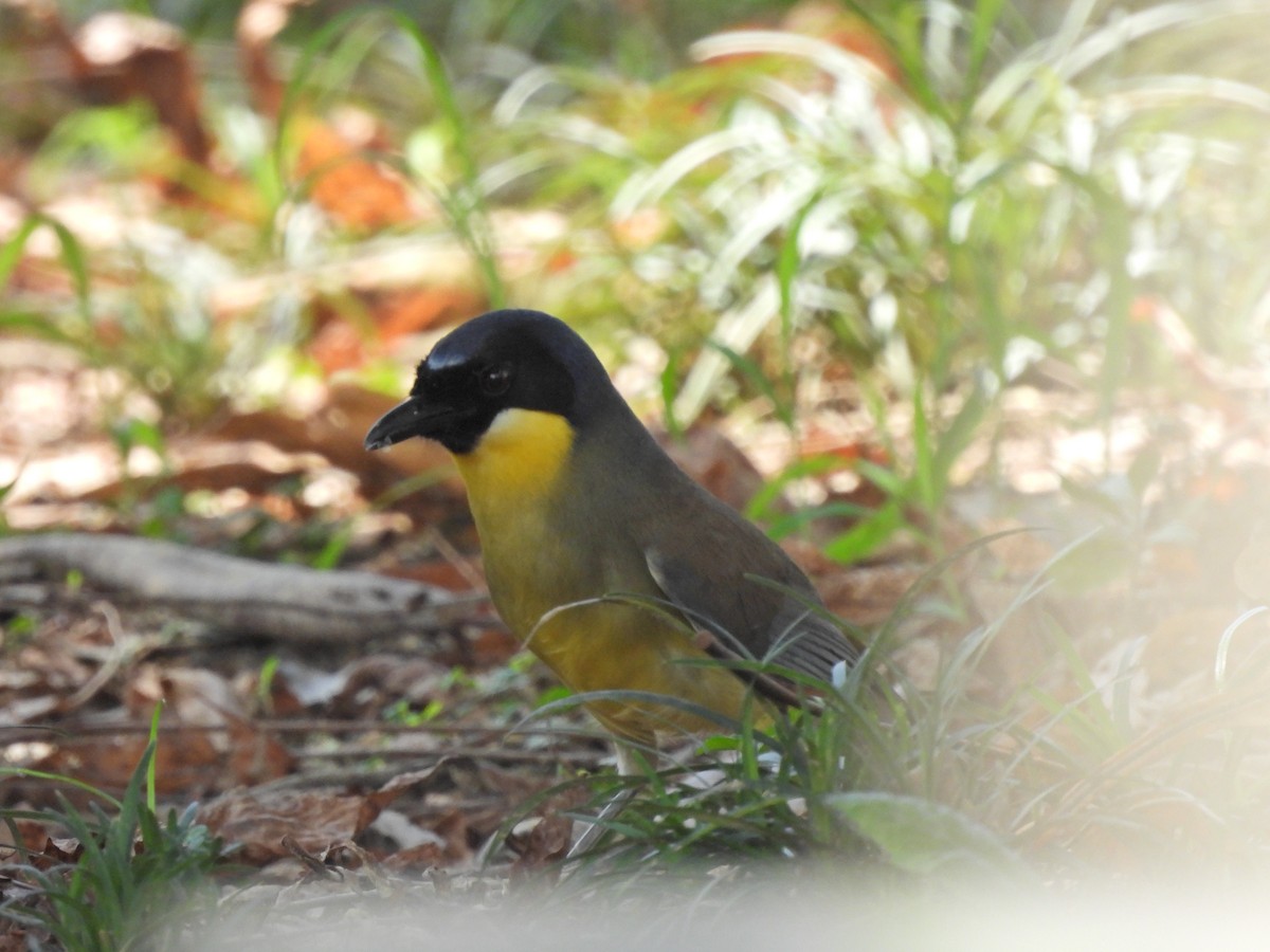 Blue-crowned Laughingthrush - ML640039854
