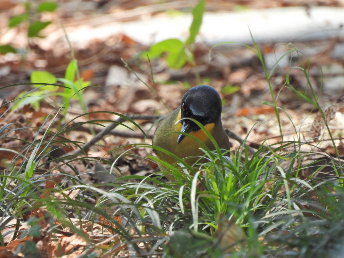 Blue-crowned Laughingthrush - ML640039864