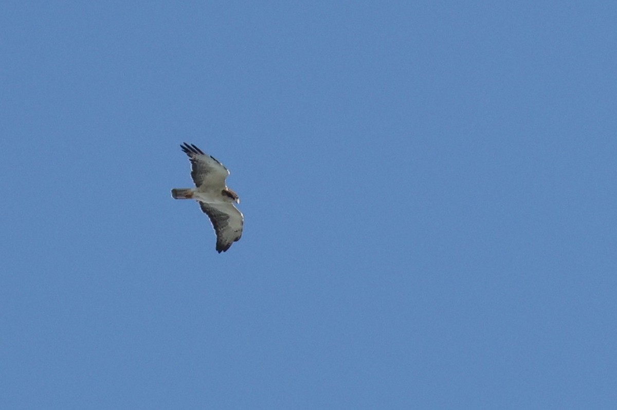 Short-tailed Hawk - ML640039889