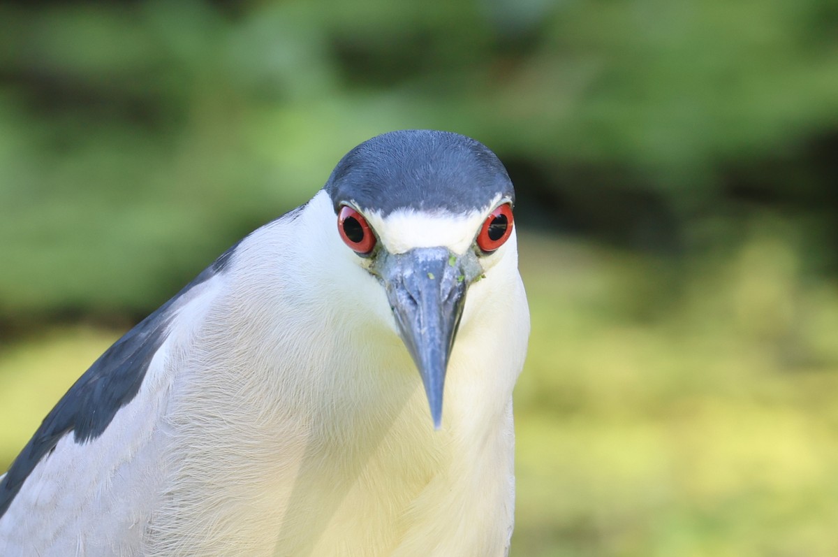 Black-crowned Night Heron - ML640039917