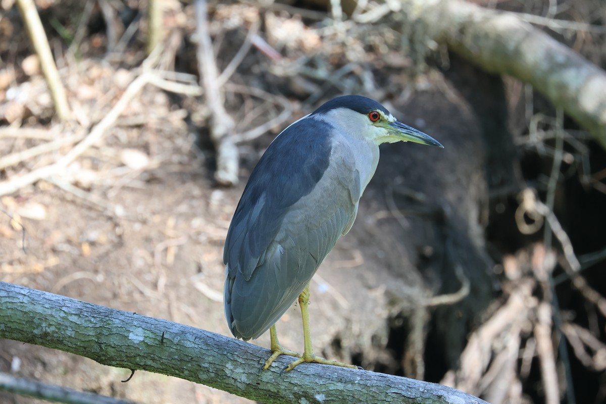 Black-crowned Night Heron - ML640039918
