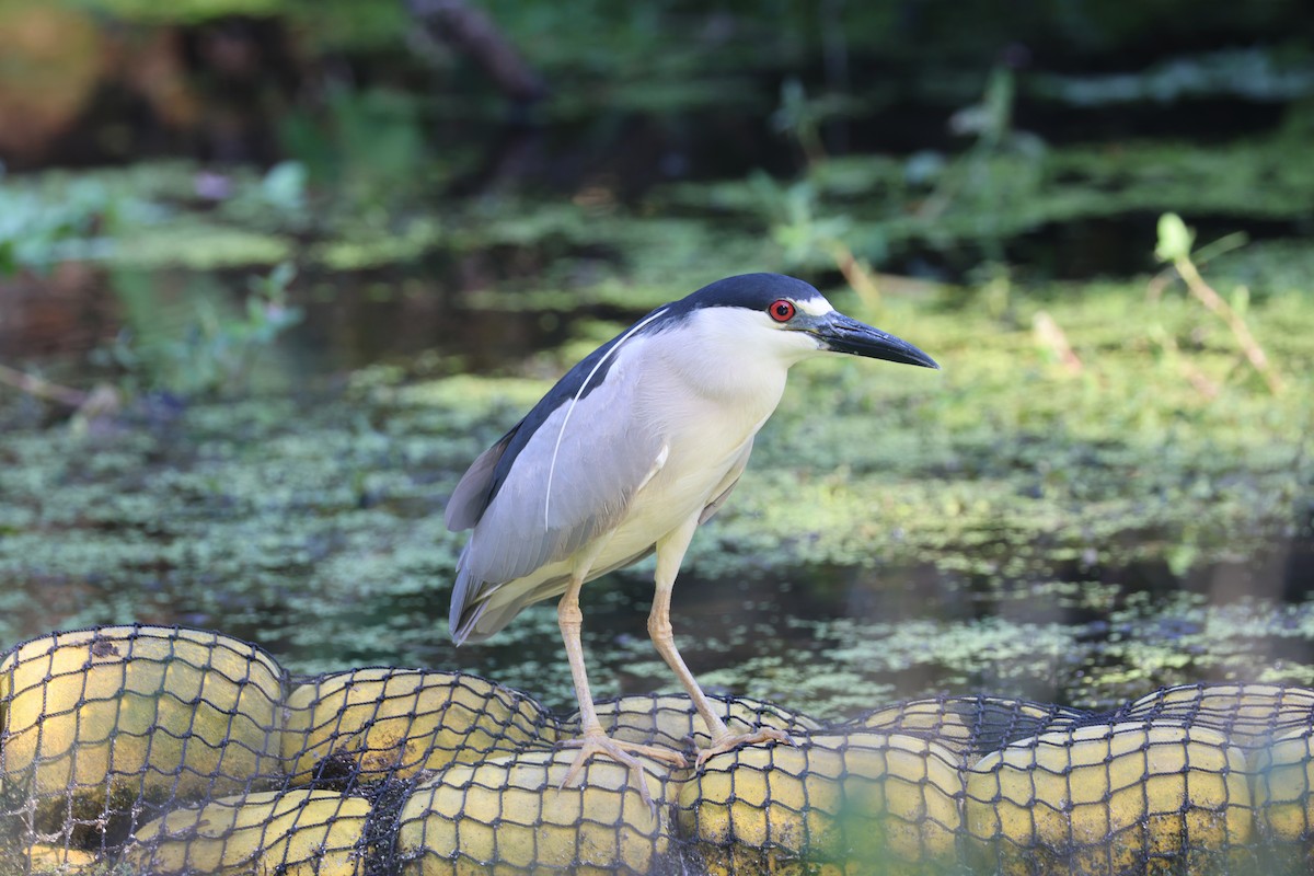 Black-crowned Night Heron - ML640039923