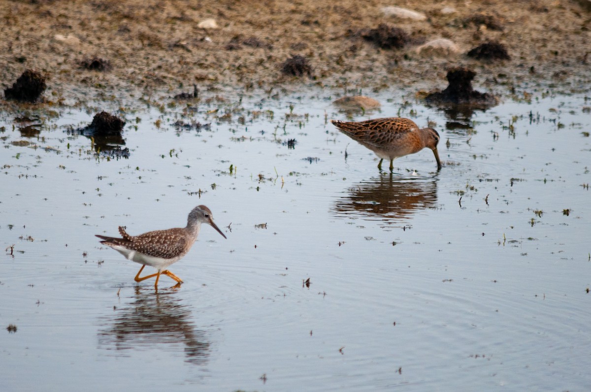 Lesser Yellowlegs - ML640039971