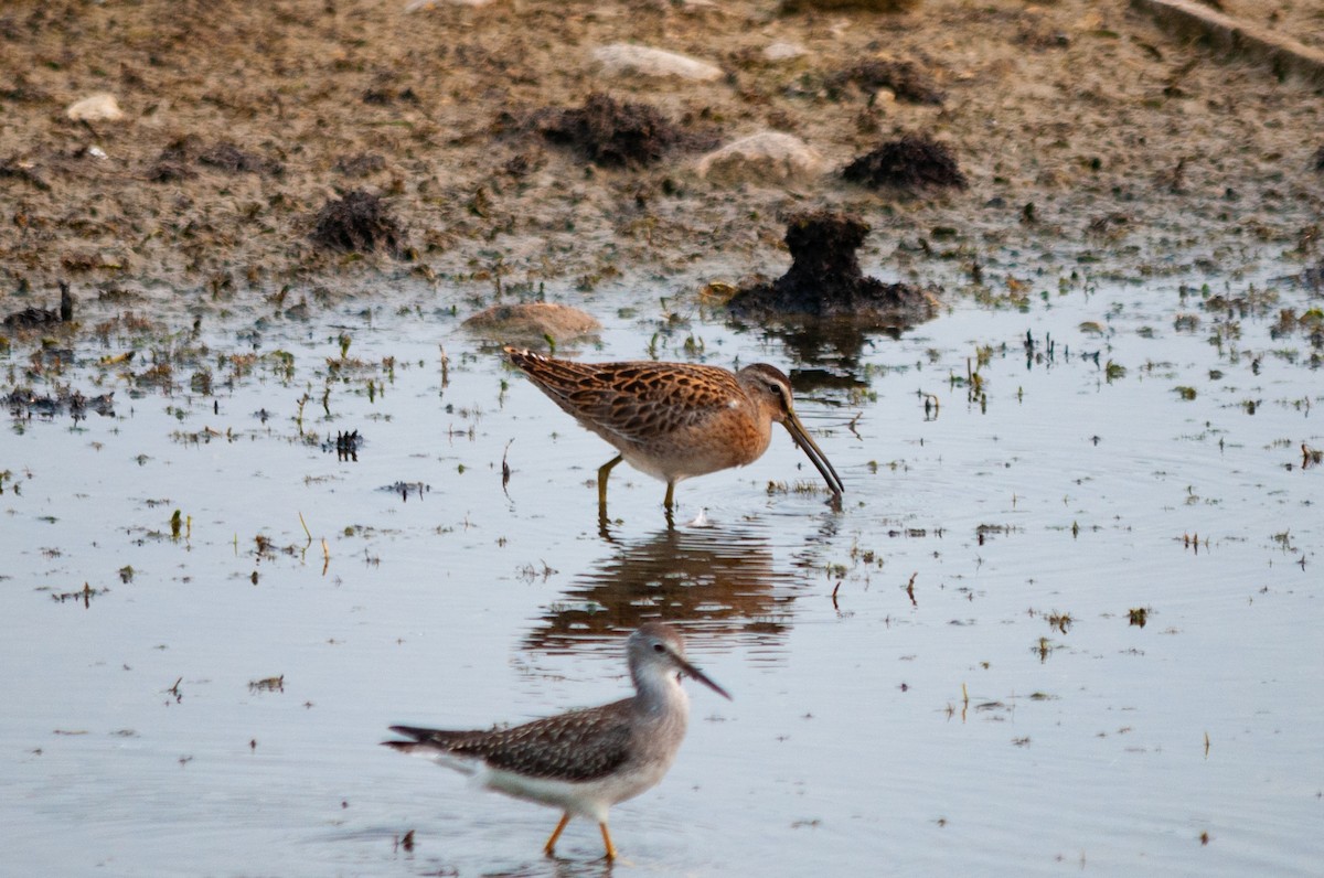 Lesser Yellowlegs - ML640039972