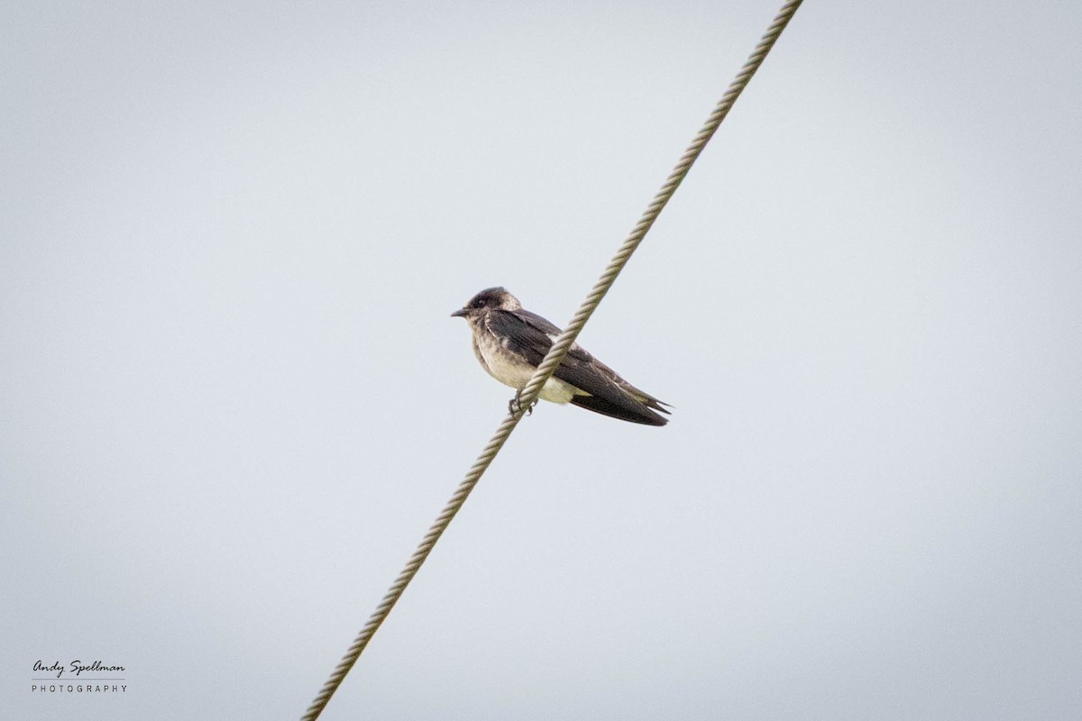 Purple Martin - ML640040043