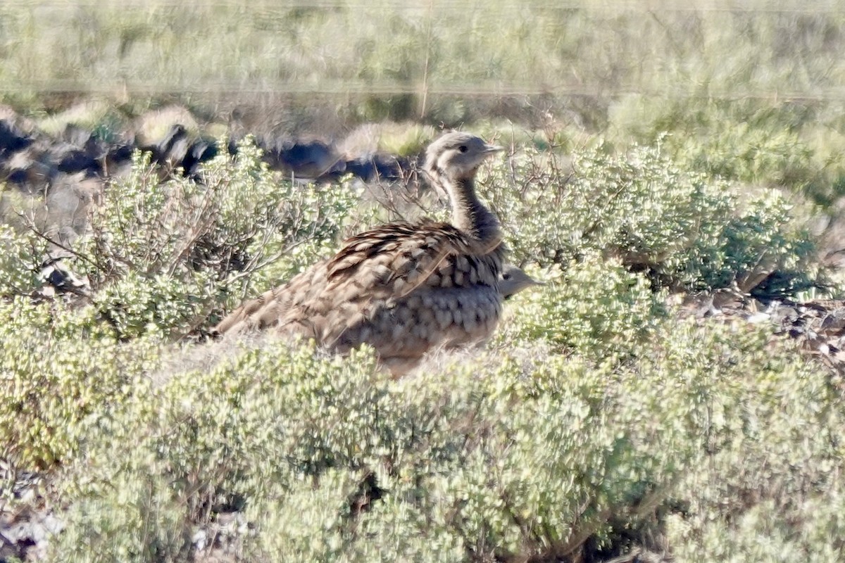 Karoo Bustard - ML640040084