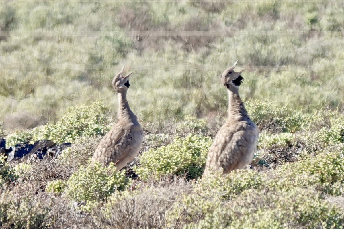 Karoo Bustard - ML640040085