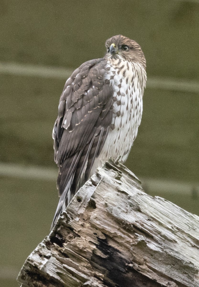 Cooper's Hawk - ML640040090