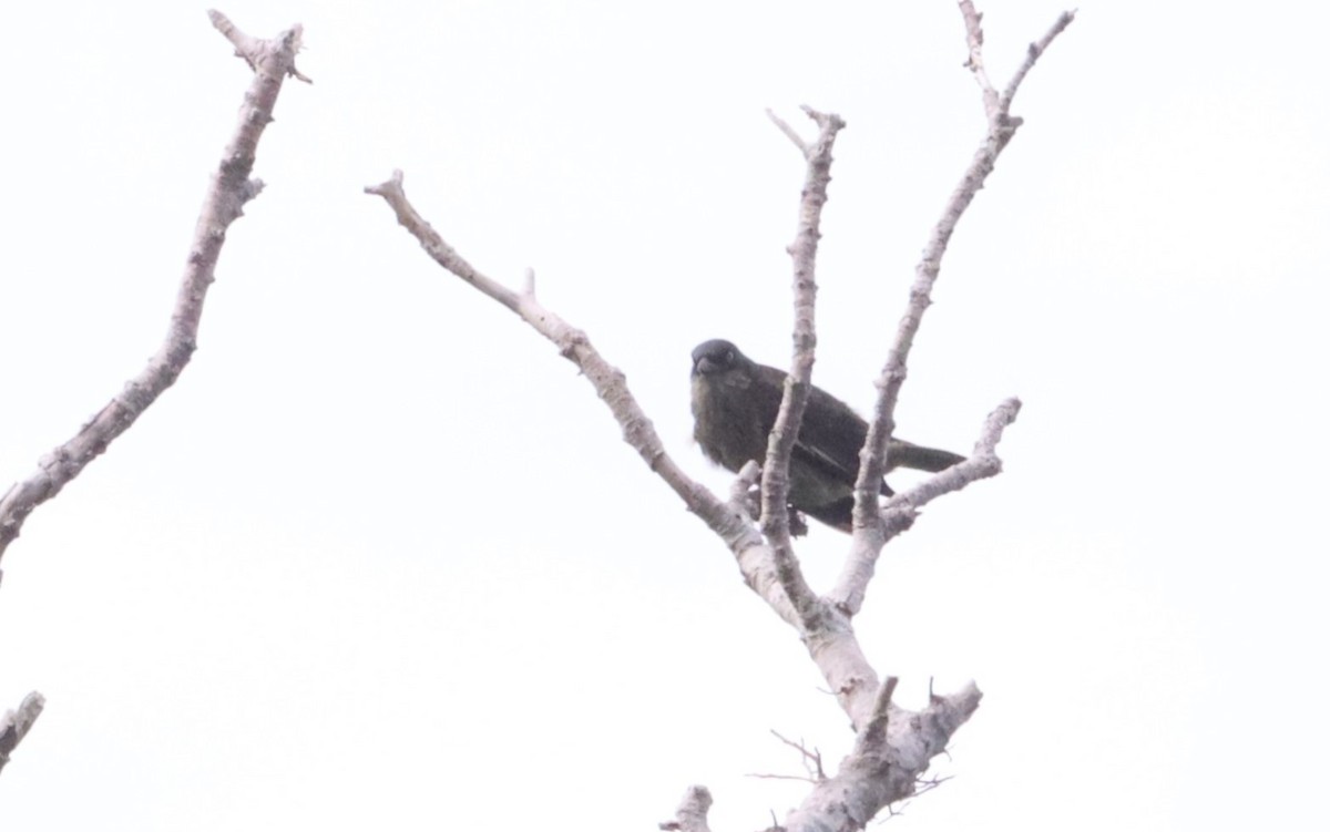 Polynesian Starling - ML640040096