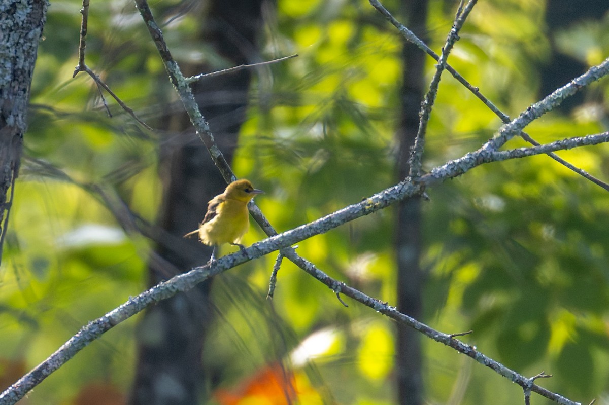 Orchard Oriole - ML640040112