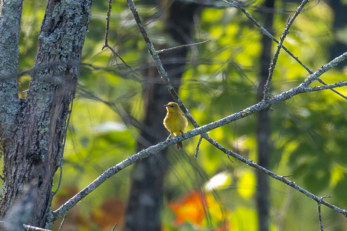 Orchard Oriole - ML640040113