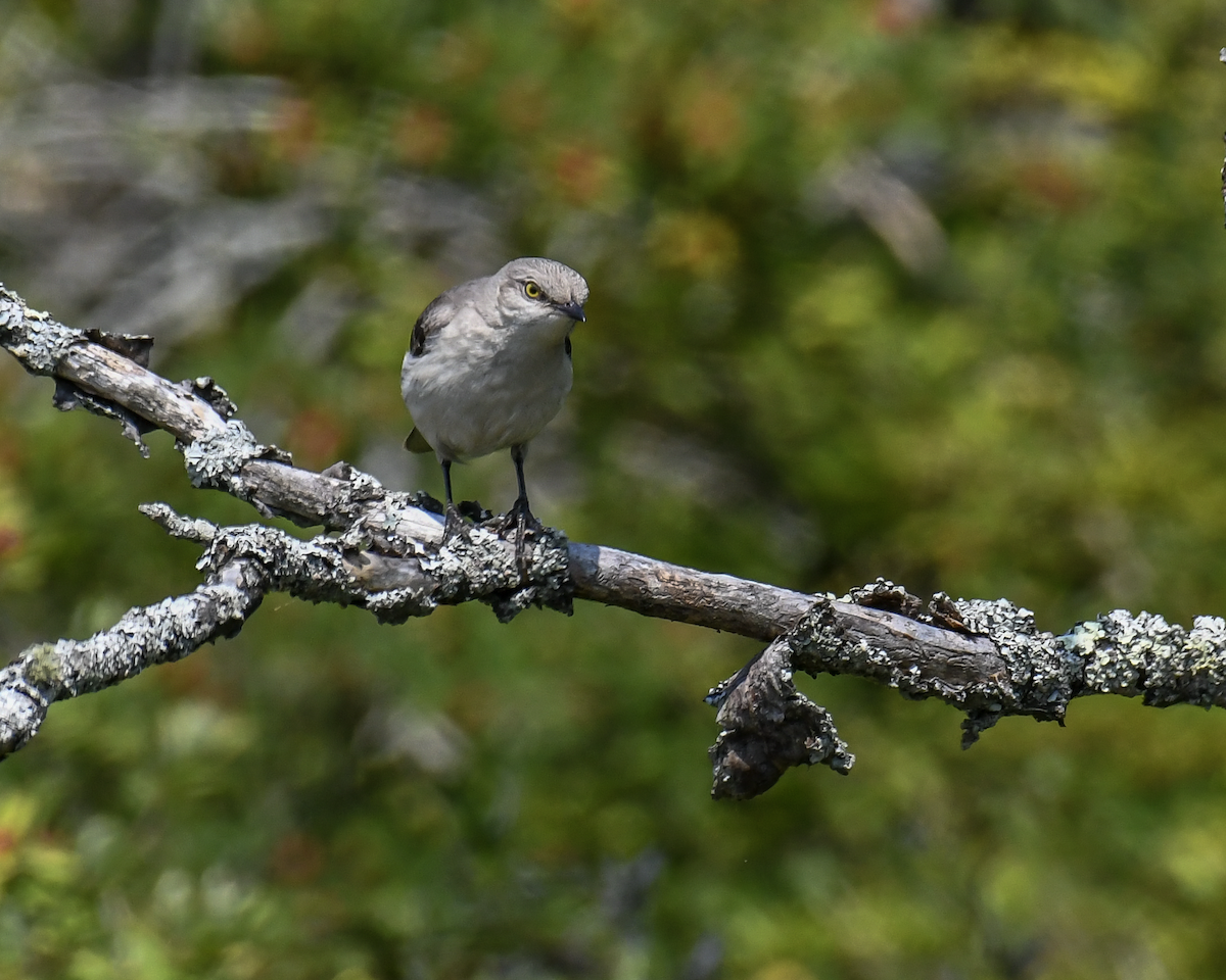 Northern Mockingbird - ML640040170