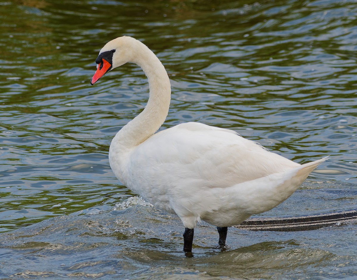 Höckerschwan - ML640040184