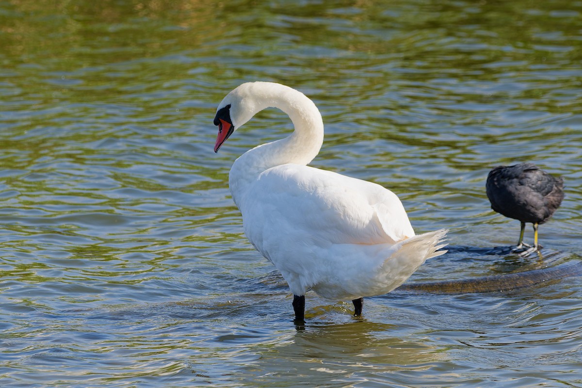 Höckerschwan - ML640040185