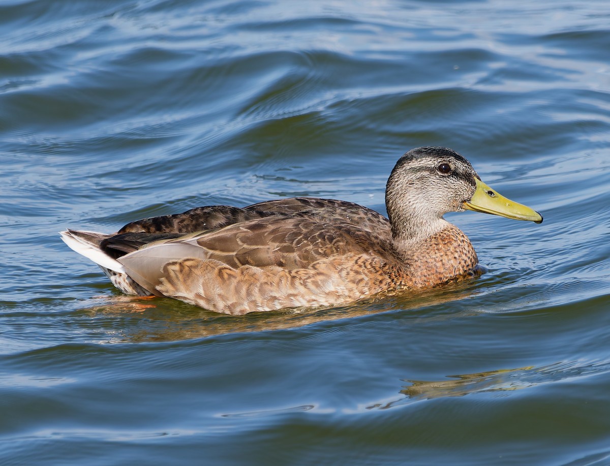 Mallard - ML640040189