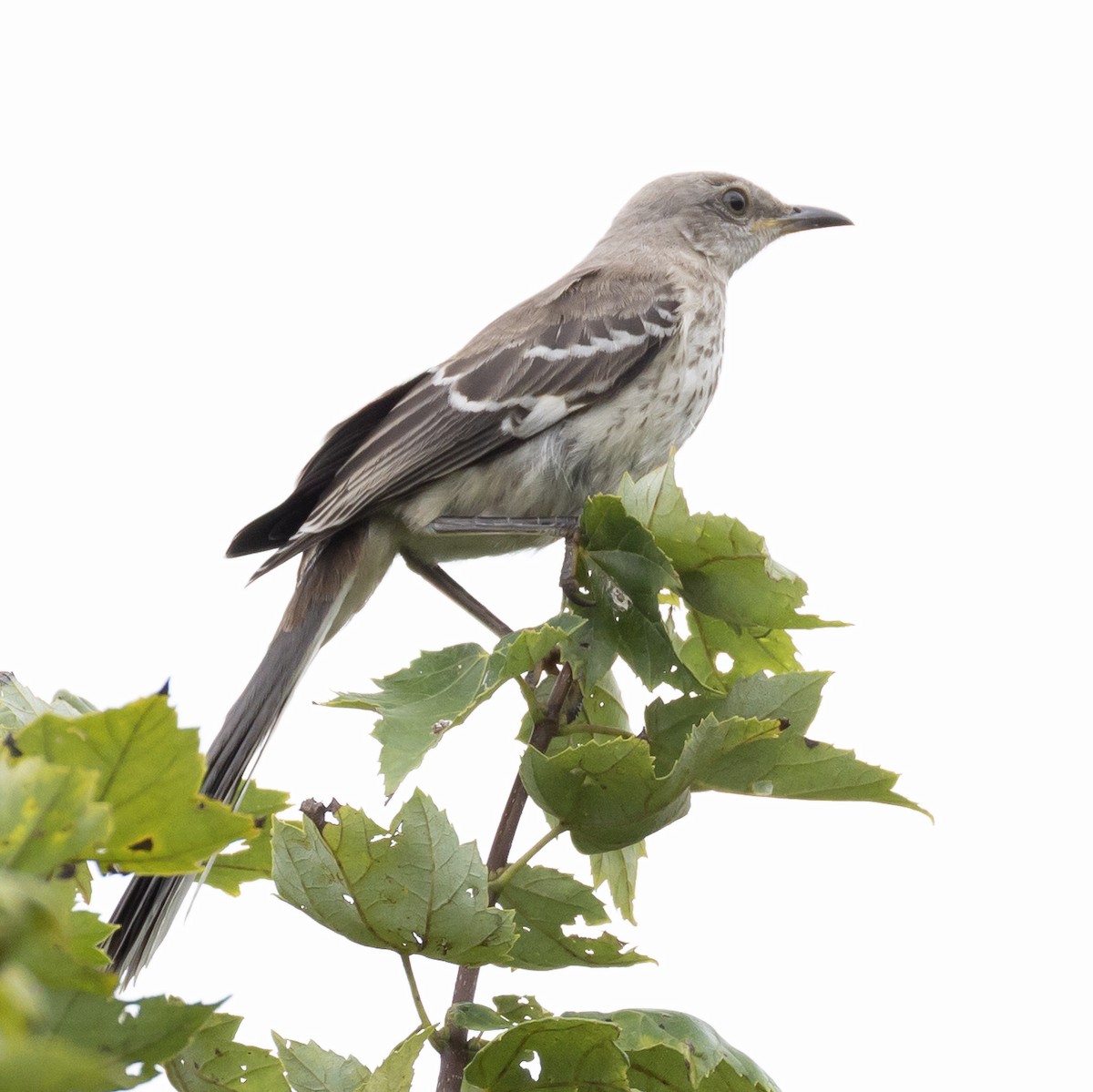 Northern Mockingbird - ML640040194