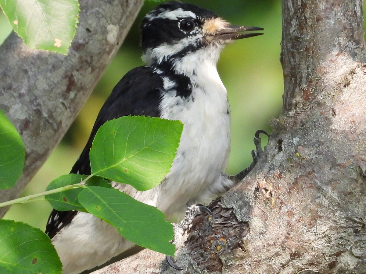 Hairy Woodpecker - ML640040232