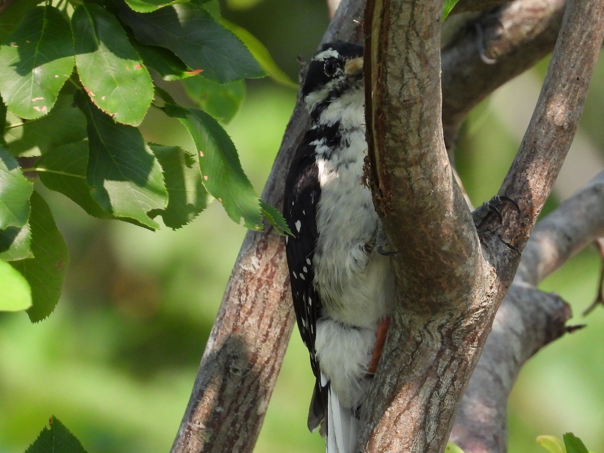 Hairy Woodpecker - ML640040233