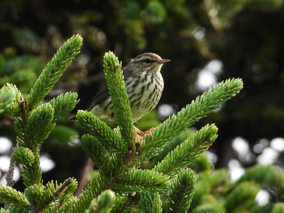 Northern Waterthrush - ML640040251