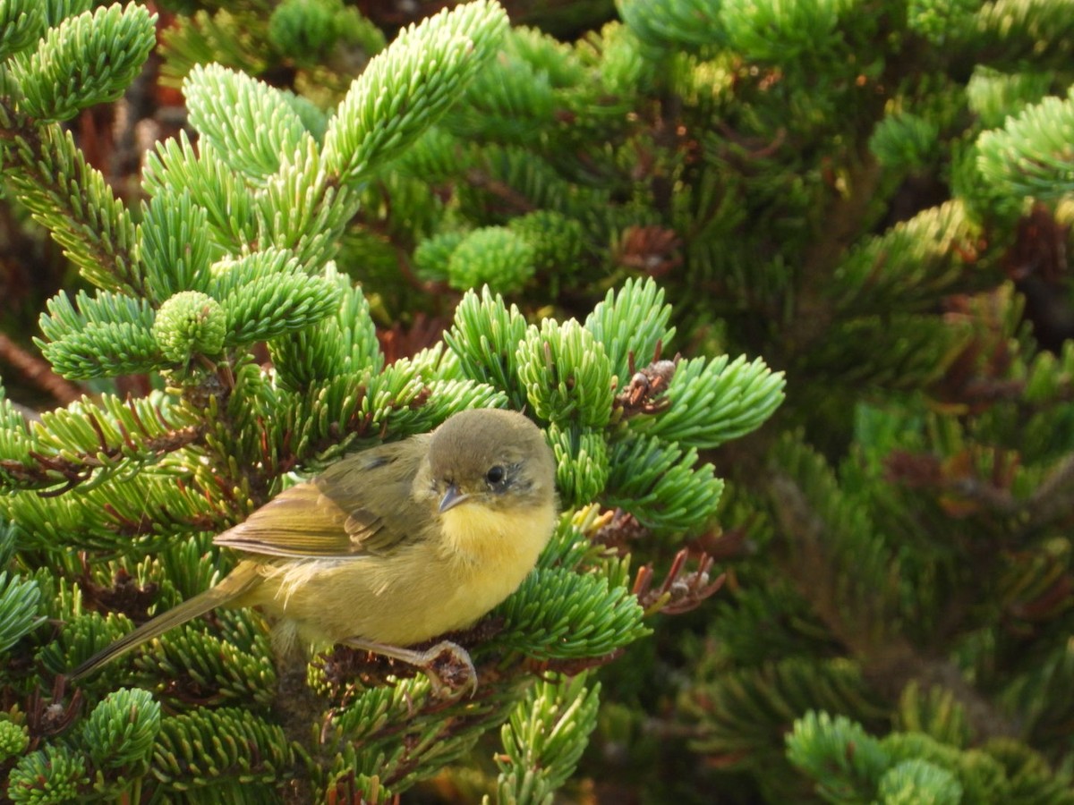 Common Yellowthroat - ML640040298