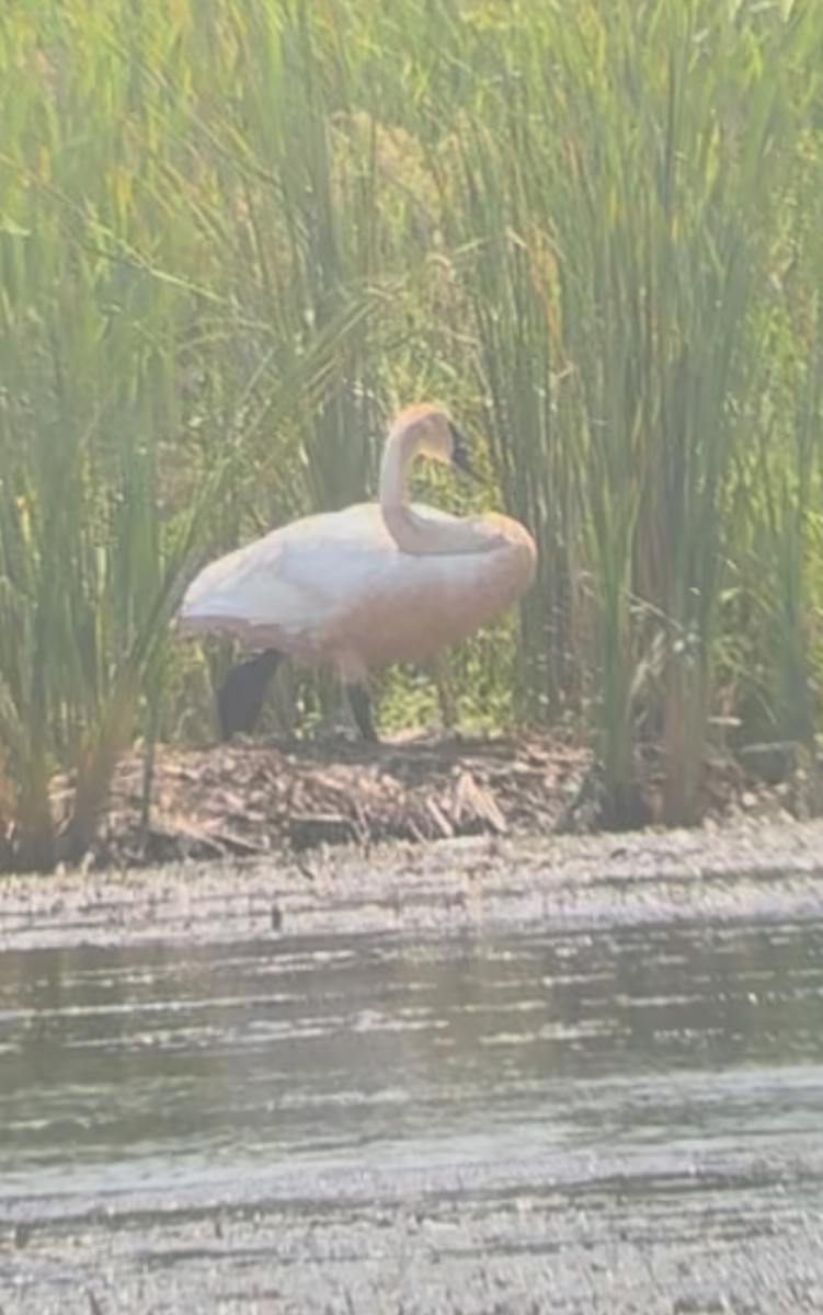 Cisne Trompetero - ML640040379