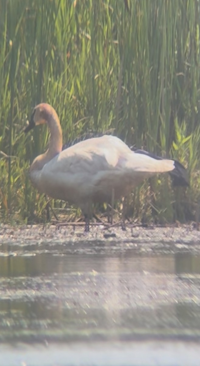 Cisne Trompetero - ML640040380