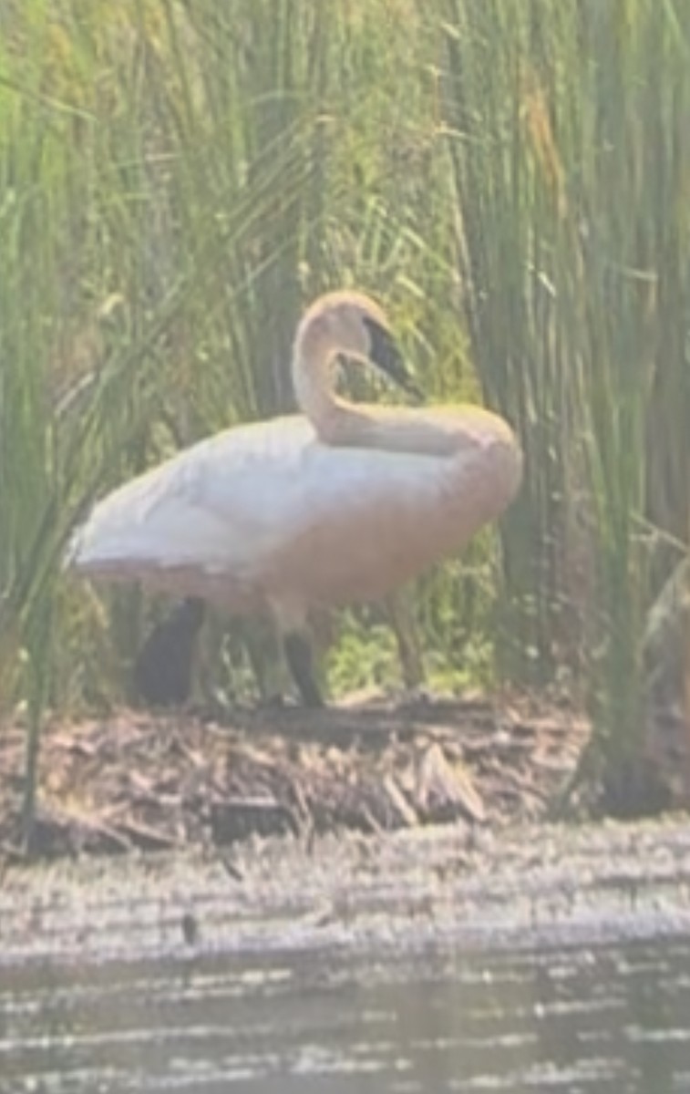 Cisne Trompetero - ML640040381