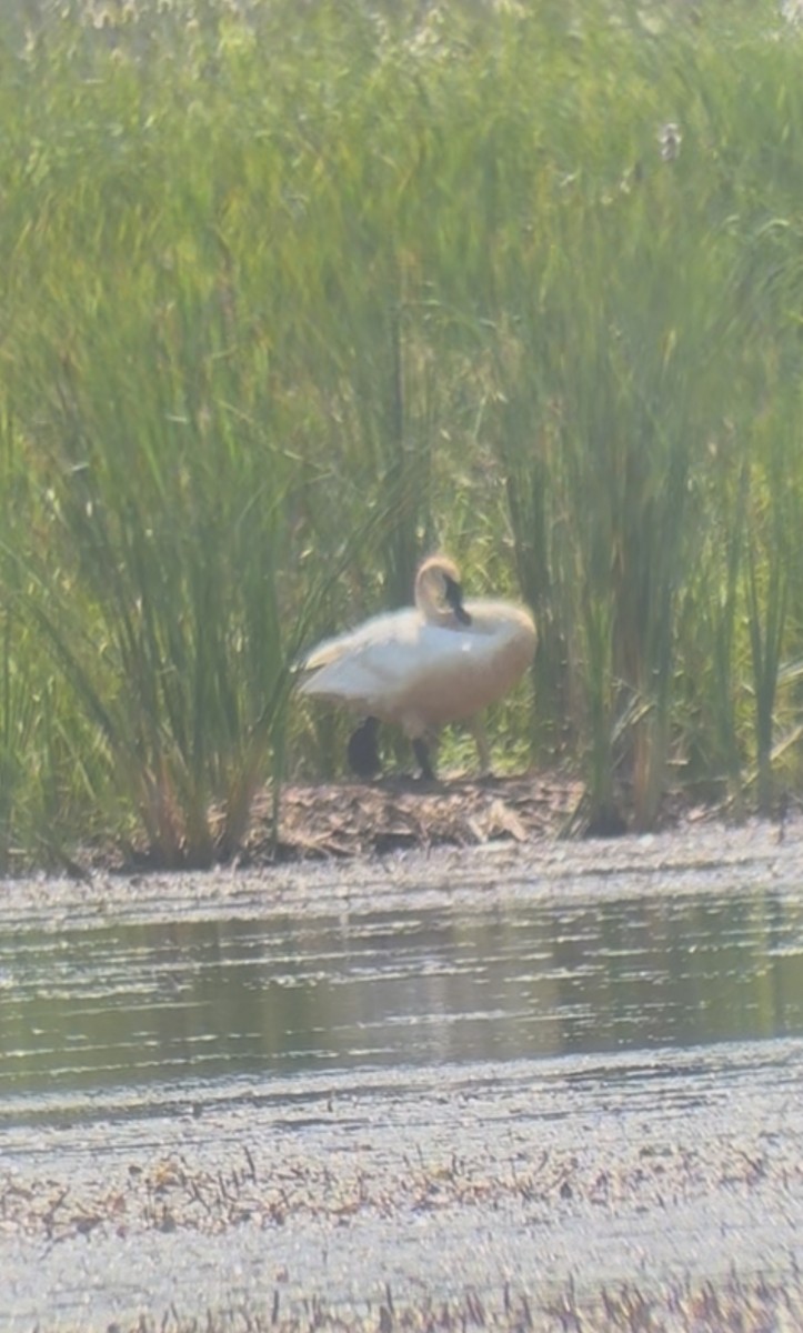 Cisne Trompetero - ML640040382