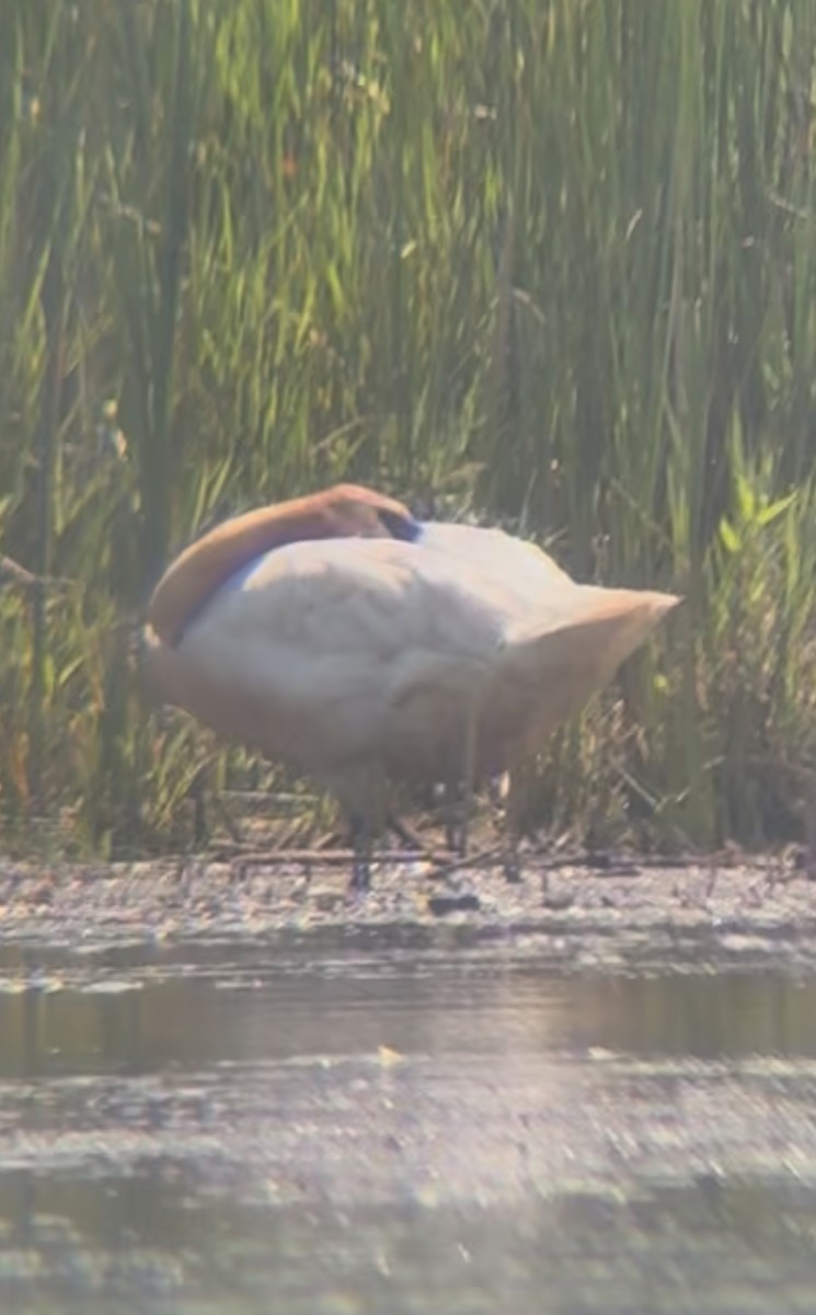 Cisne Trompetero - ML640040385
