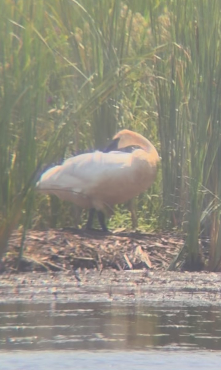 Cisne Trompetero - ML640040386