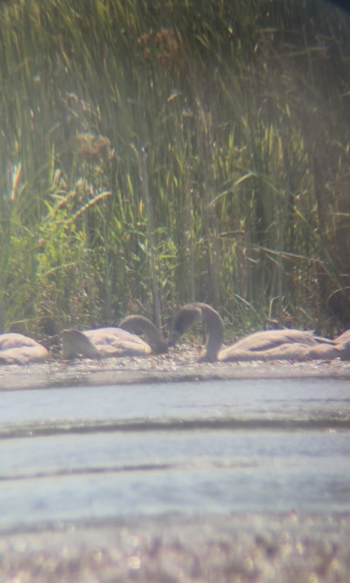 Cisne Trompetero - ML640040387