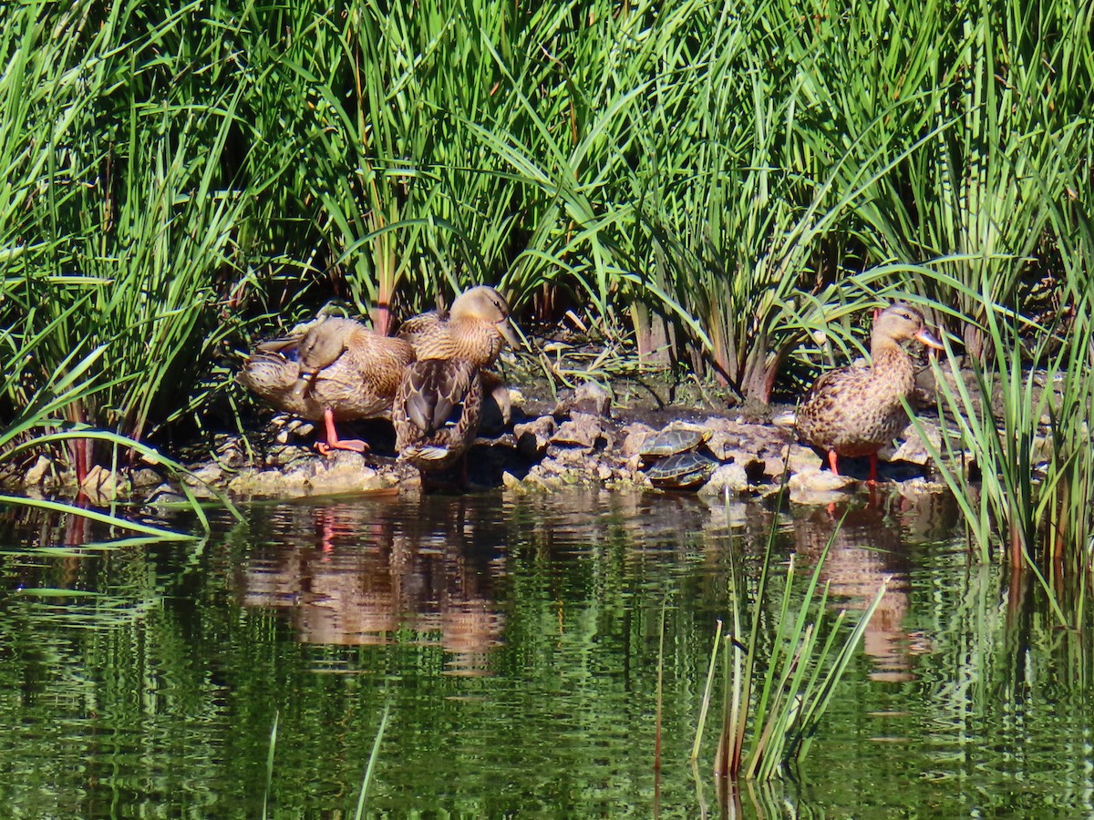 Mallard - ML640040438