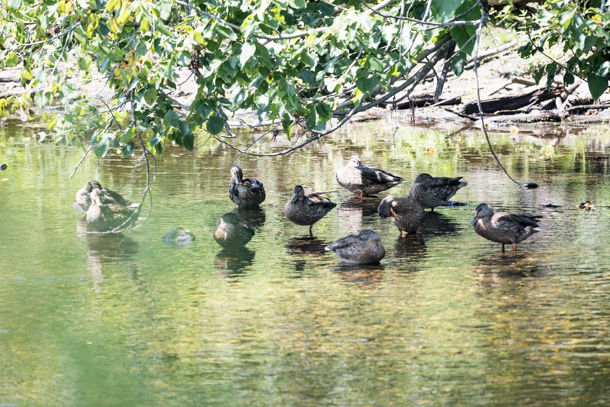 Mallard - ML640040455
