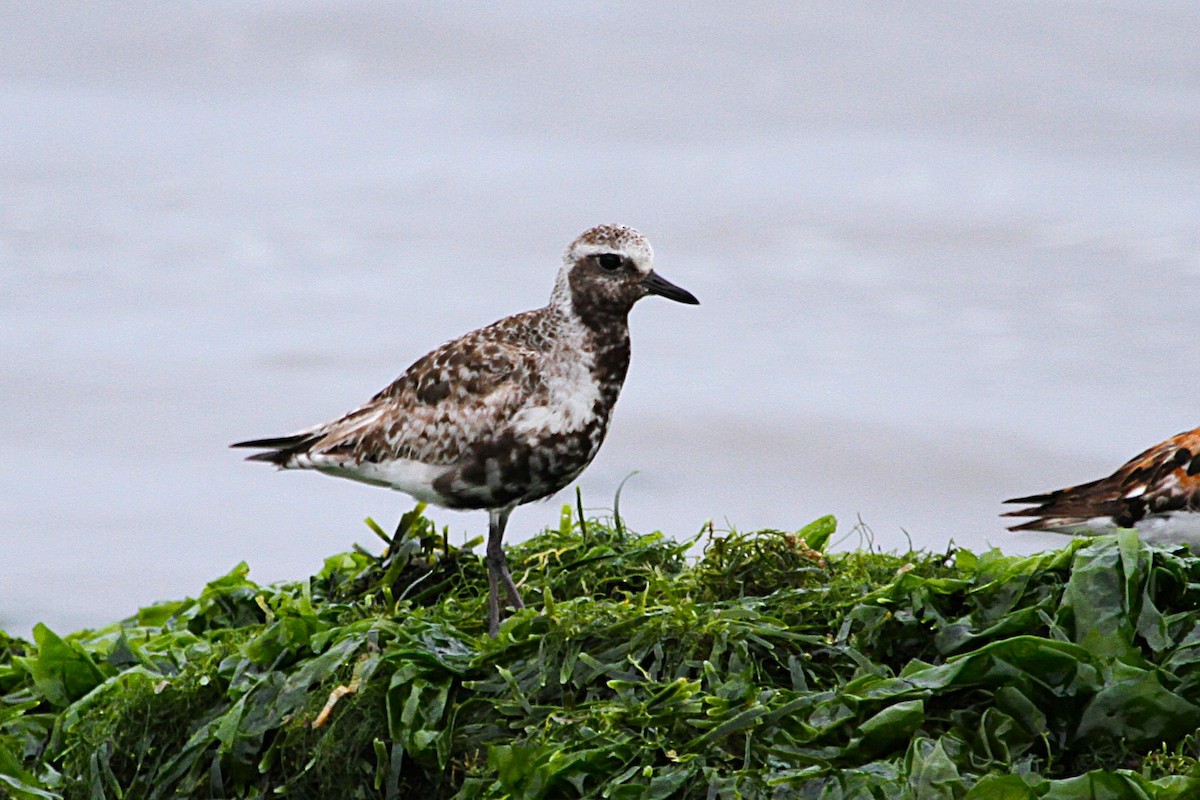 Буурал сүвээ цагаан - ML640040524