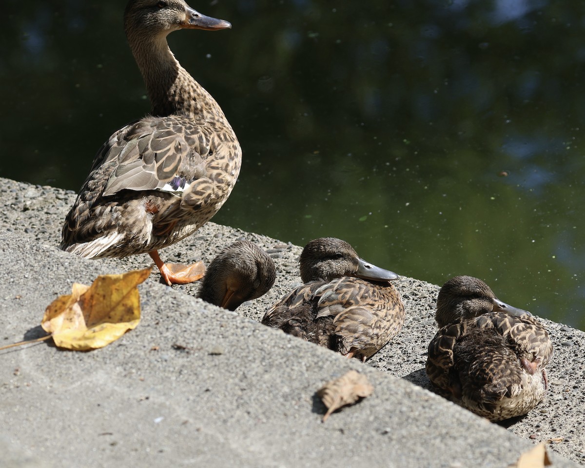Mallard - ML640040557