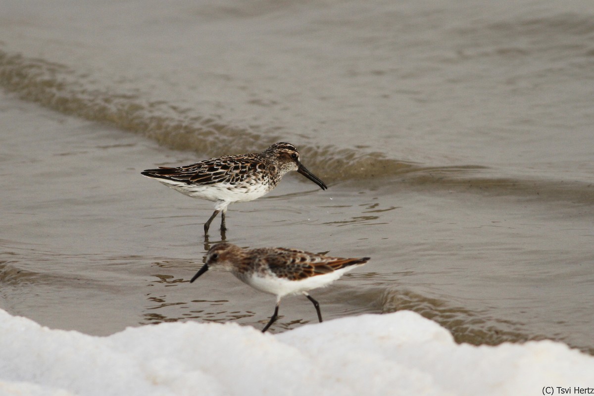 Broad-billed Sandpiper - ML640040563