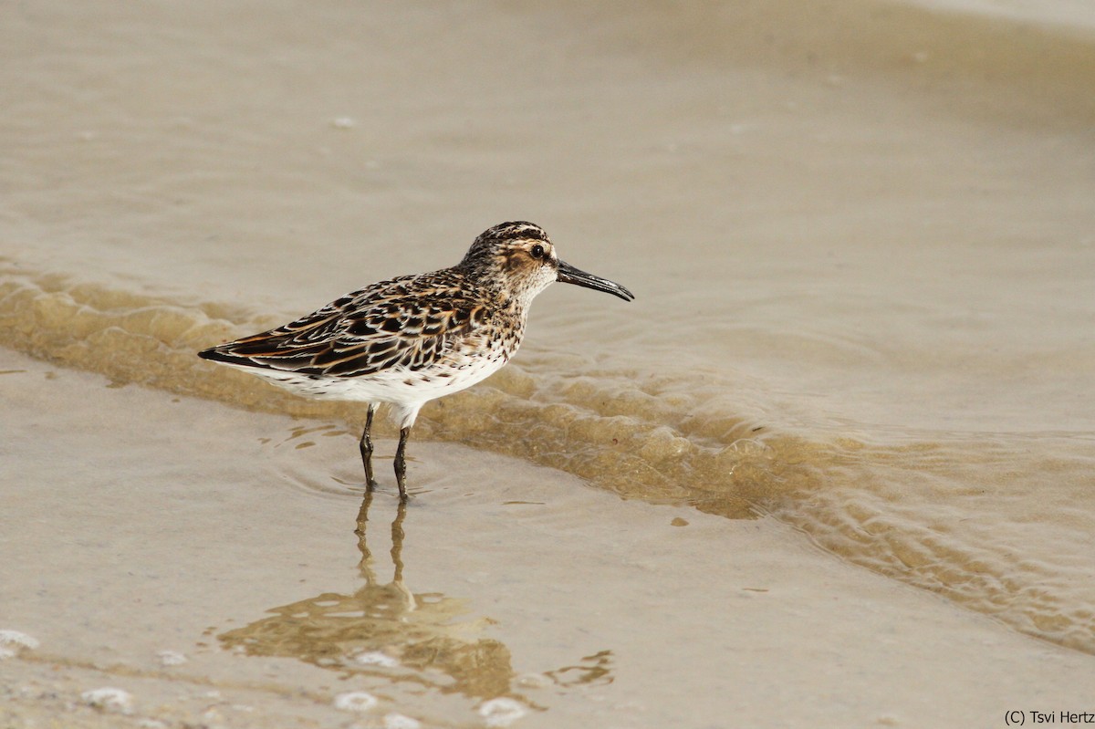 Broad-billed Sandpiper - ML640040564