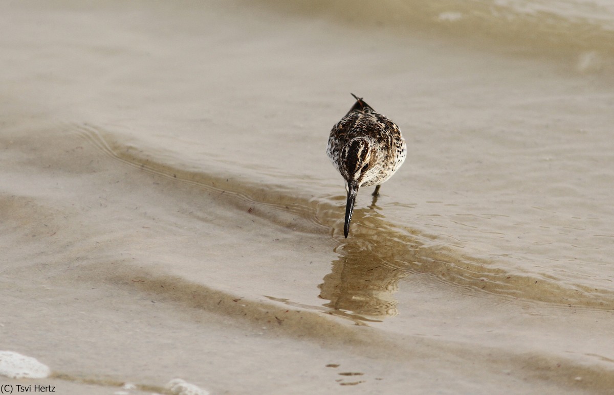 Broad-billed Sandpiper - ML640040569