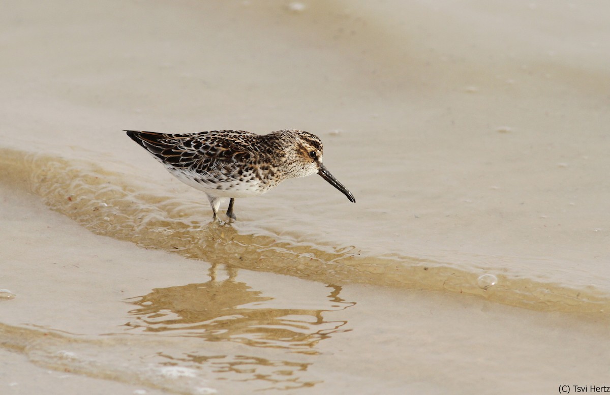 Broad-billed Sandpiper - ML640040570