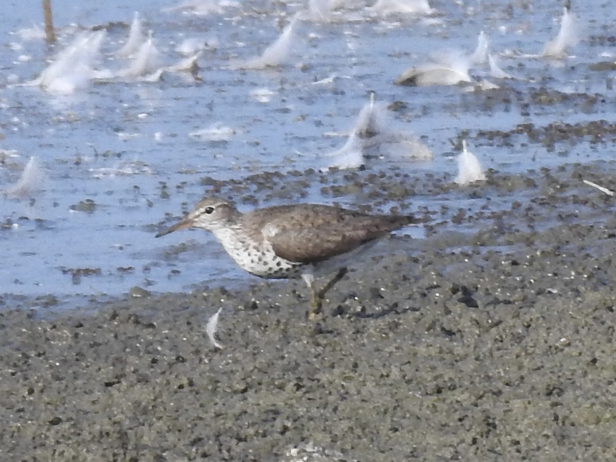 Spotted Sandpiper - ML640040604