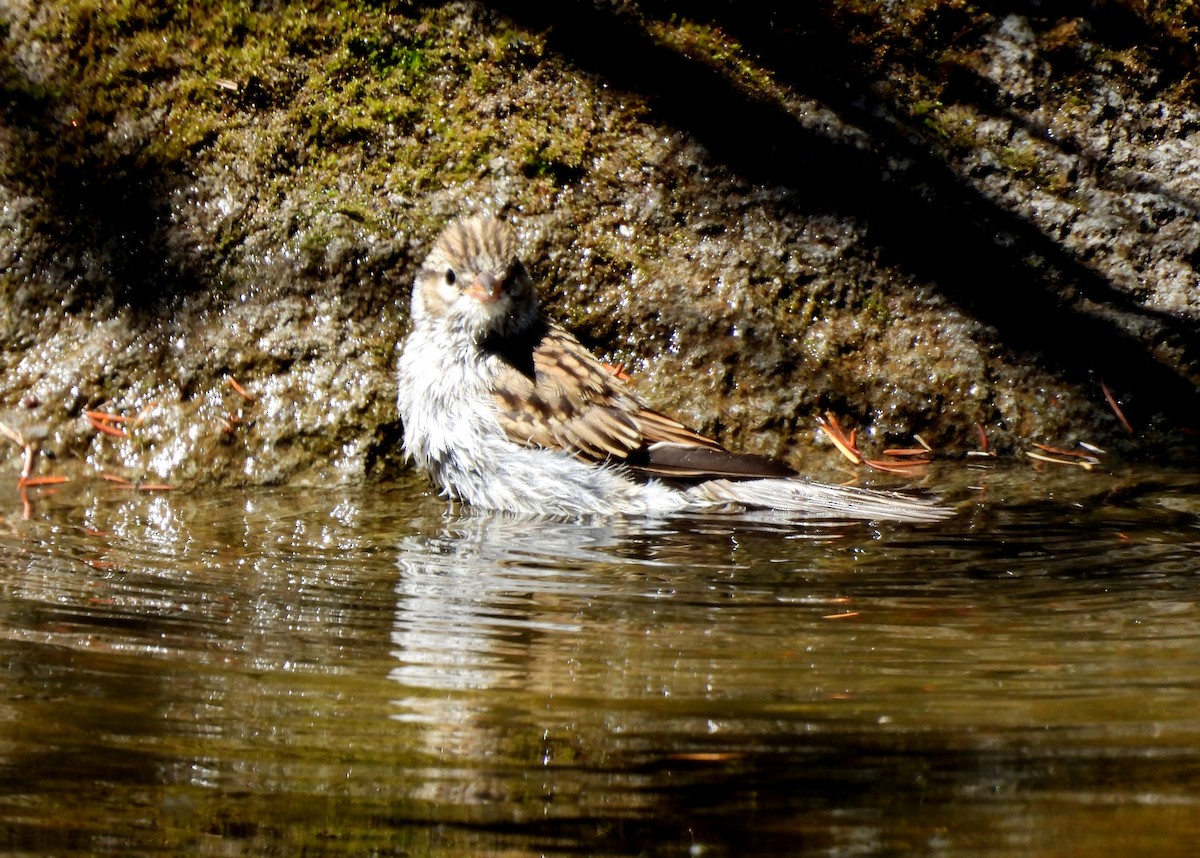 Chipping Sparrow - ML640040605