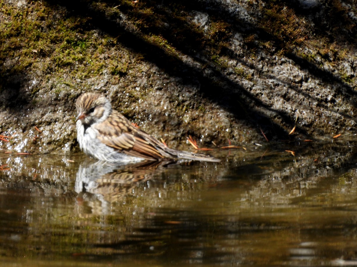 Chipping Sparrow - ML640040608