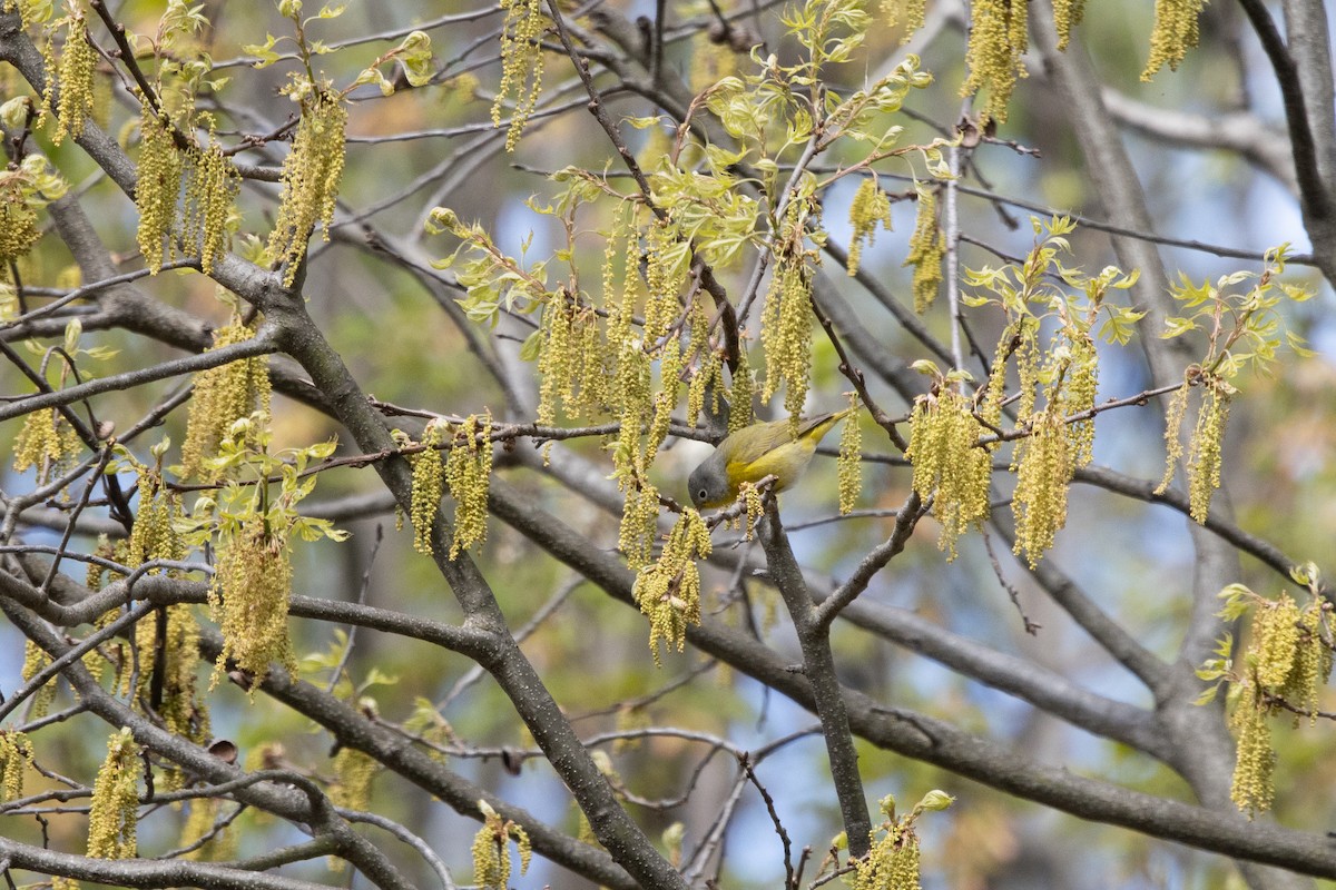 Nashville Warbler - Kalpesh Krishna
